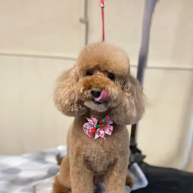 Poodle / Doodle Groom