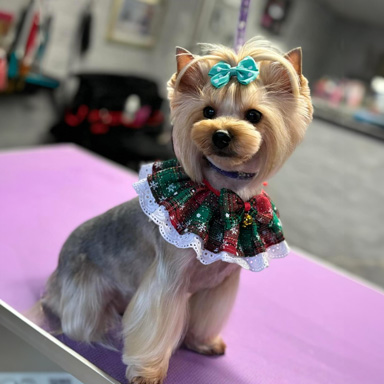 Dog Full Groom