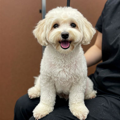Poodle / Doodle Trim