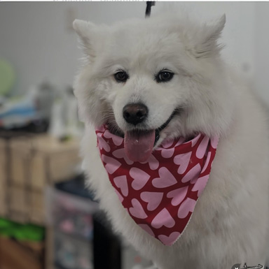 Dog Trim / Touch-Up